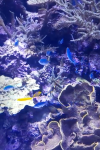 Bunte Fische im Riff 